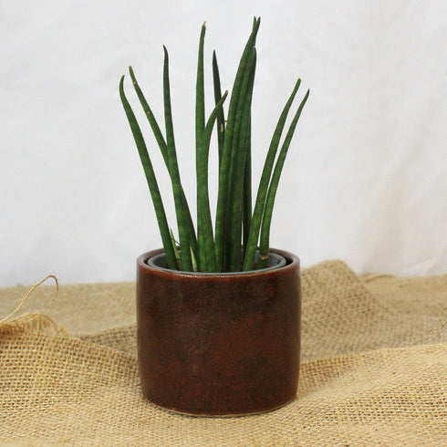 Mini Cinnamon Handmade Ceramic Plant Pot